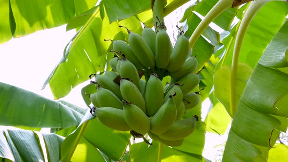 Branch with Green Bananas Hanging on Banana Tree in Tropical Green Garden