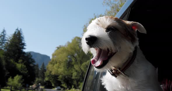 Jack Russell Terrier Looks Out the Open Window of the Car. Close Up Slow Motion V3