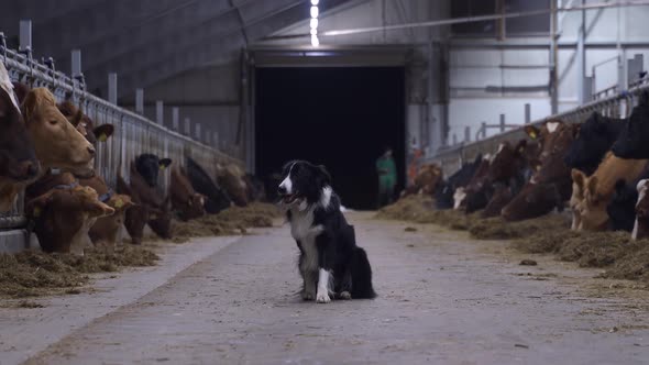 Border collie watching herd of cow ox inside large barn hall in Norway. Static medium shot.