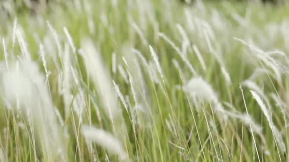 Silver grass flower blowing in the wind, silver grass flower sway in the wind.