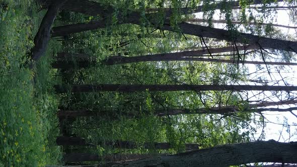 Vertical Video of a Forest with Pine Trees