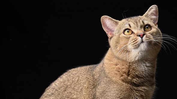 adult gray Scottish straight chinchilla cat