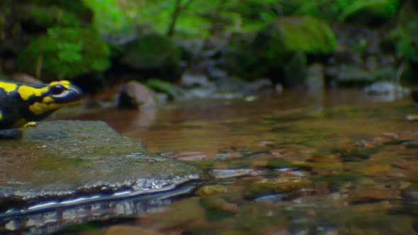 Fire Salamander (Lat. Salamandra) is a genus of tailed amphibians. 