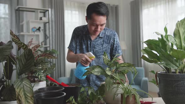 Asian Man Taking Care Of Home Plants In Living Room