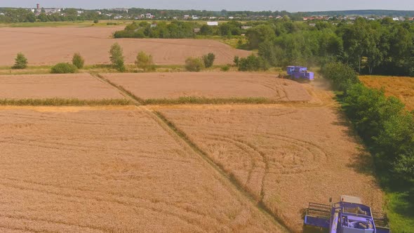 Harvesting Golden Ripe Wheat on the Field