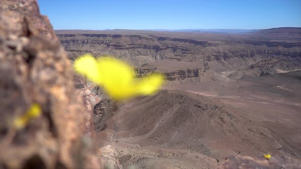 Wideshot reavling the The Fish River Canyon, Namibia, with Yellow, Bright Flower in unsharp Foregrou