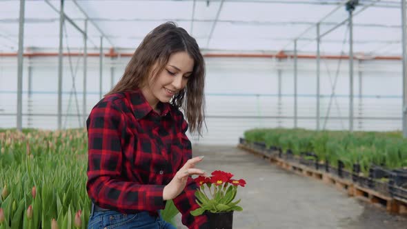 Young Girl Florist or Nerd is Sitting Near a Tulip Seedling in a Greenhouse and Holding Red Flowers