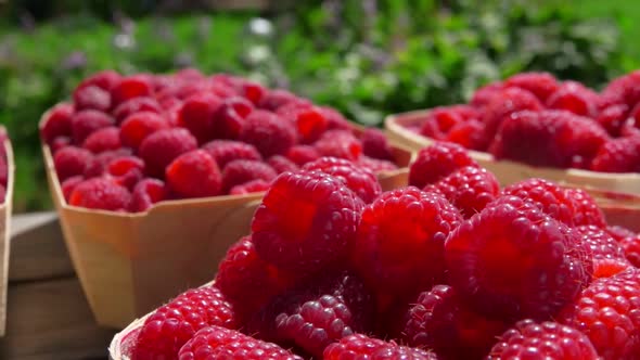 Harvest of Ripe Raspberries Is in Wicker Baskets