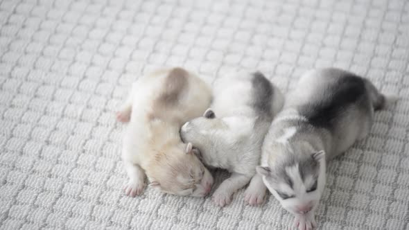Cute Siberian Husky Puppies Sleeping2