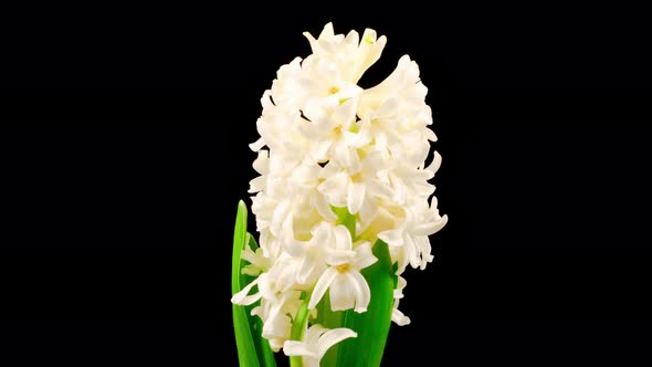 Growing and Opening White Hyacinth Flower on Black Background