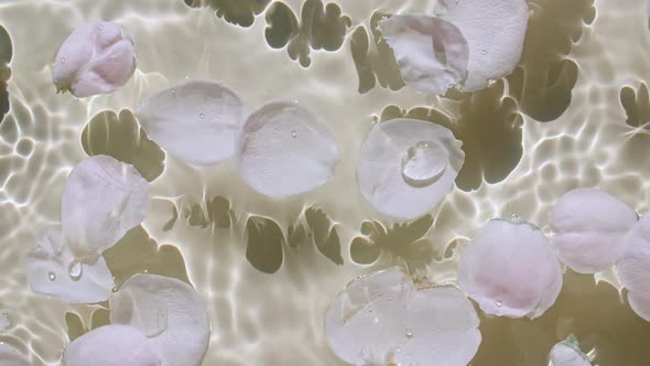 Rose Petals Flowers on Water Surface and of Waves on Pastel Beige Background