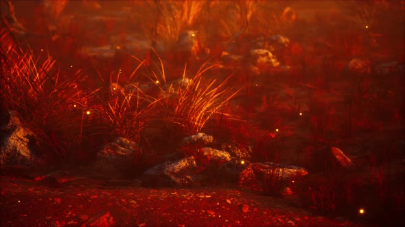 Dry Landscape with Grass Stones and Fireflies