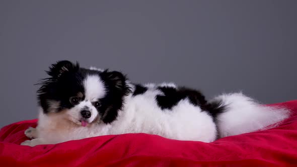 Side View of a Black and White Spitz Lying on a Red Pillow in the Studio on a Gray Background