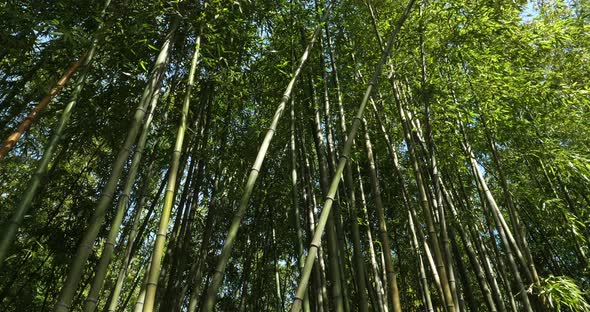 Bamboo forest in Montpellier, Occitanie, France