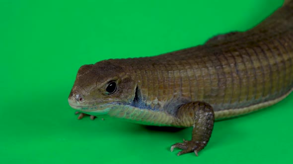 Sudan Plated Lizard - Gerrhosaurus Major on Green Background. Close Up.