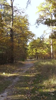 Vertical Video Forest with Trees in the Fall