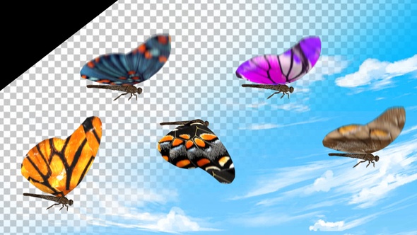Butterfly Pack Hd