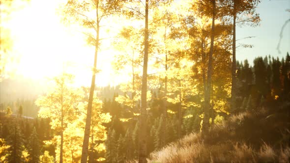 Bright Sunset in the Mountains with Forest