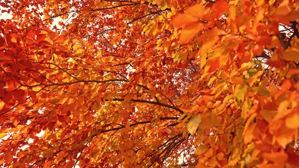 Light Autumn Wind Waves Bright and Colorful Drying Leaves