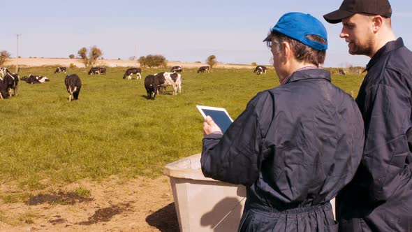 Two cattle farmers interacting with each other while using digital tablet