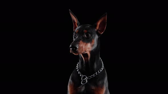 Front View Purebred Doberman Pinscher Sitting Studio Against Black Background