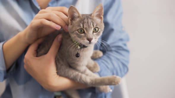 Woman Holding Grey Kitten in Arms and Petting It