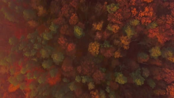 Top Down View on Autumn Colorful Forest