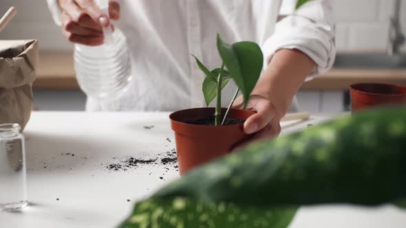 Woman's Hand Waters, Sprays Sprout Of Plant, Flowerpot In Pot. Transplantation Of House Plants